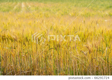 Beer barley that started to change color (May) Beer barley that started to change color (May) 66291724