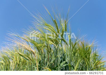 藍天和綠色啤酒大麥麥田（5月） 66291731