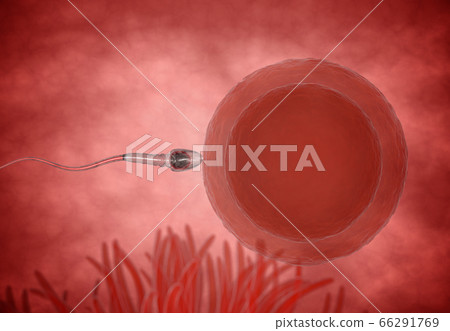 sperm. Spermatozoons, floating to ovule. egg cell - 3d render sperm. Spermatozoons, floating to ovule. egg cell - 3d render 66291769