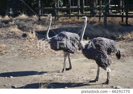 Ostrich/Tobu Zoological Park 66291770