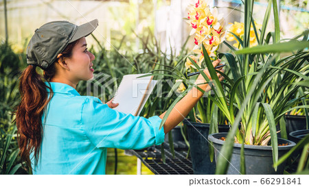The girl notes the changes, orchid growth in the garden. Beautiful (Orchid) background in nature The girl notes the changes, orchid growth in the garden. Beautiful (Orchid) background in nature 66291841