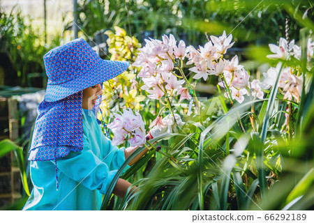 worker gardener is taking care of the orchid flower in garden. orchid Plantation cultivation worker gardener is taking care of the orchid flower in garden. orchid Plantation cultivation 66292189
