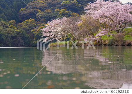 Sakura of Shiki Dam 66292218