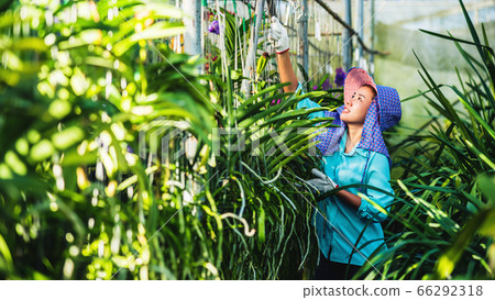 The young woman worker is taking care of the orchid flower in garden. Agriculture, orchid The young woman worker is taking care of the orchid flower in garden. Agriculture, orchid 66292318
