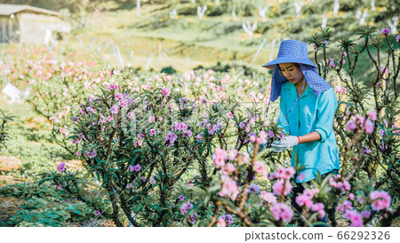Female farmer workers are working in the apricot tree garden, Beautiful pink apricot flowers Female farmer workers are working in the apricot tree garden, Beautiful pink apricot flowers 66292326