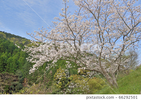 Sakura of Shiki Dam 66292501