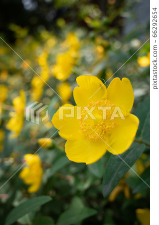 Yellow flower 66292654