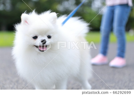 女孩在公園里和她的狗博美犬散步 女孩在公園里和她的狗博美犬散步 66292699
