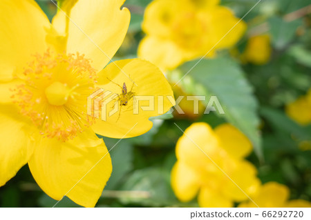 鮮花和蜘蛛 66292720