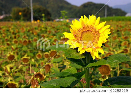 sunflower sunflower 66292929