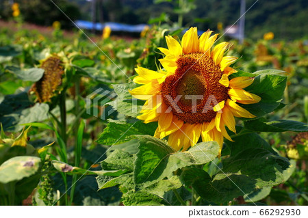 sunflower	 66292930