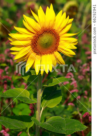 向日葵 66292941