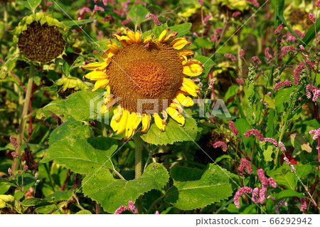 向日葵 66292942