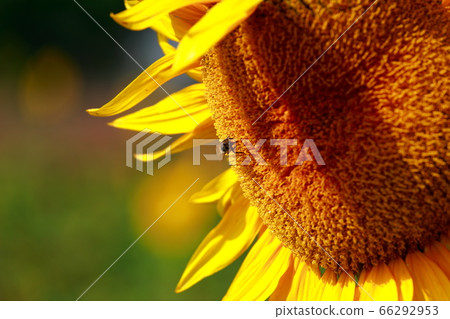 sunflower sunflower 66292953