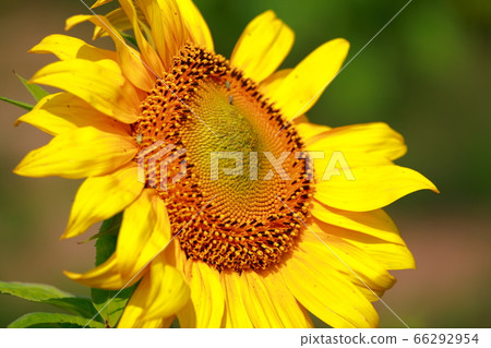 sunflower	 66292954