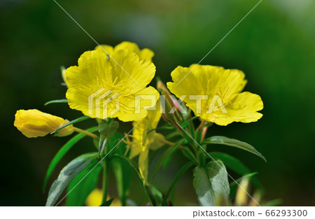 月見草 月見草 66293300