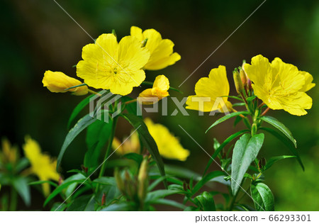 月見草 月見草 66293301