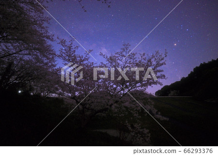 Sakura of Shiki Dam 66293376