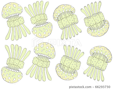Real octopus jellyfish yellow-green 66293730
