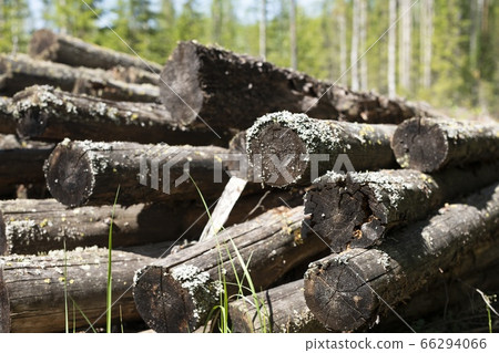 Pile of old saw trees lost in the forest Pile of old saw trees lost in the forest 66294066