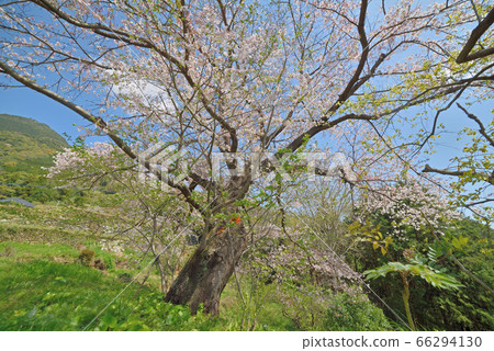 Sugimoto's Mizuki Daizakura 66294130