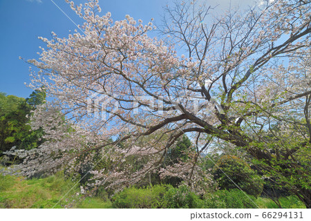 Sugimoto's Mizuki Daizakura 66294131