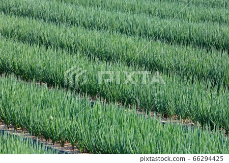 Green onion 66294425