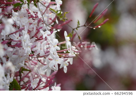 Hagoromo Jasmine Hagoromo Jasmine 66294596