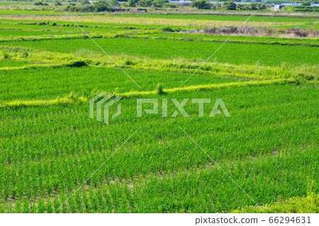 Rice field Rice field 66294631