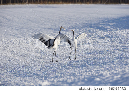 Cranes dancing with two (Hokkaido, Tsurui) 66294680