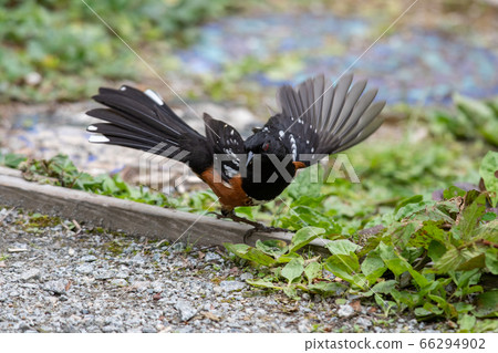 Hawk-toed red-billed butterfly spreading its wings Bank-Bar British Columbia Canada Hawk-toed red-billed butterfly spreading its wings Bank-Bar British Columbia Canada 66294902