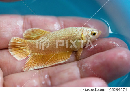 Betta Super Gold Halfmoon Plakat  HMPK Male or Plakat Fighting Fish Splendens in Hand. 66294974