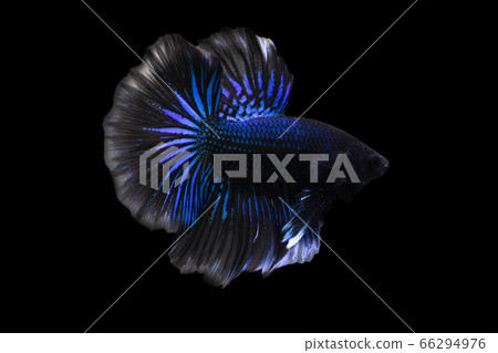 Betta Blue Black Halfmoon HM Male or Plakat Fighting Fish Splendens on Black Background. Betta Blue Black Halfmoon HM Male or Plakat Fighting Fish Splendens on Black Background. 66294976