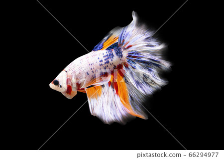 Betta Candy Nemo Halfmoon  HM Male or Plakat Fighting Fish Splendens  on Black Background. 66294977