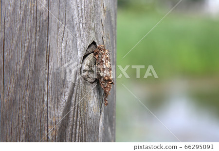 Insects 66295091
