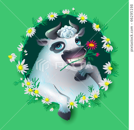 White bull fun head symbol of 2021 chews grass. Greeting card cow and chamomile vignette 66295198