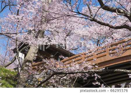 Cherry blossoms in Takato Castle Ruins Park Cherry blossoms in Takato Castle Ruins Park 66295576