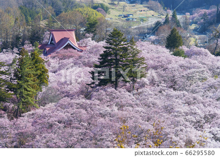Cherry blossoms in Takato Castle Ruins Park Cherry blossoms in Takato Castle Ruins Park 66295580