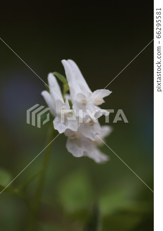 White Ezoengosaku 66295581