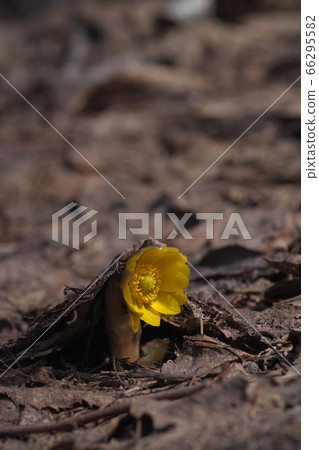 Dead leaves 66295582