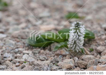 Yubarisou to withstand wind and snow 66295585