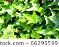 室內植物_Ivy_Hedera 66295599
