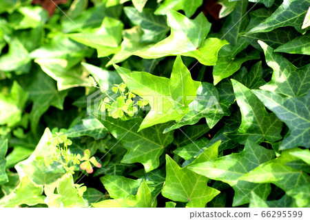 室內植物_Ivy_Hedera 室內植物_Ivy_Hedera 66295599
