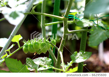 藍櫻桃番茄與晨露 藍櫻桃番茄與晨露 66295600