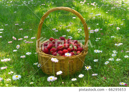 Rustic wicker basket with juicy ripe strawberries Rustic wicker basket with juicy ripe strawberries 66295653
