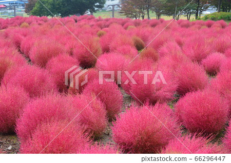 Hirugano Kogen Mokomoko Kokia秋葉 66296447