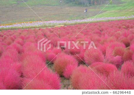 Hirugano Kogen Autumn leaves of Kokia Hirugano Kogen Autumn leaves of Kokia 66296448