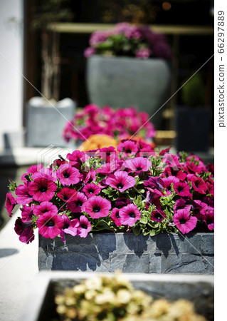 Pink flowers 66297889