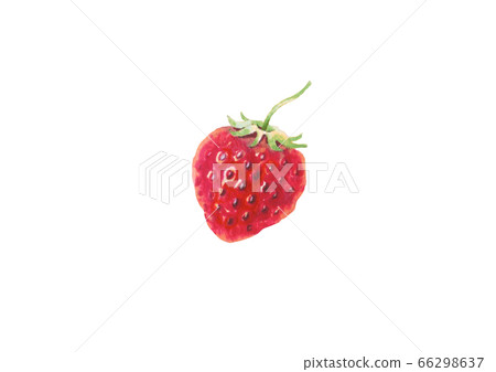 水彩草莓 66298637
