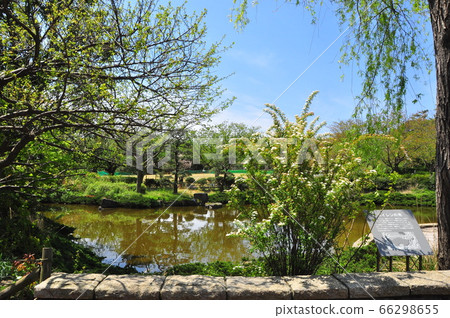 Fresh green and water lily pond in Nagakubo Park, Fujisawa City, Kanagawa Prefecture 66298655